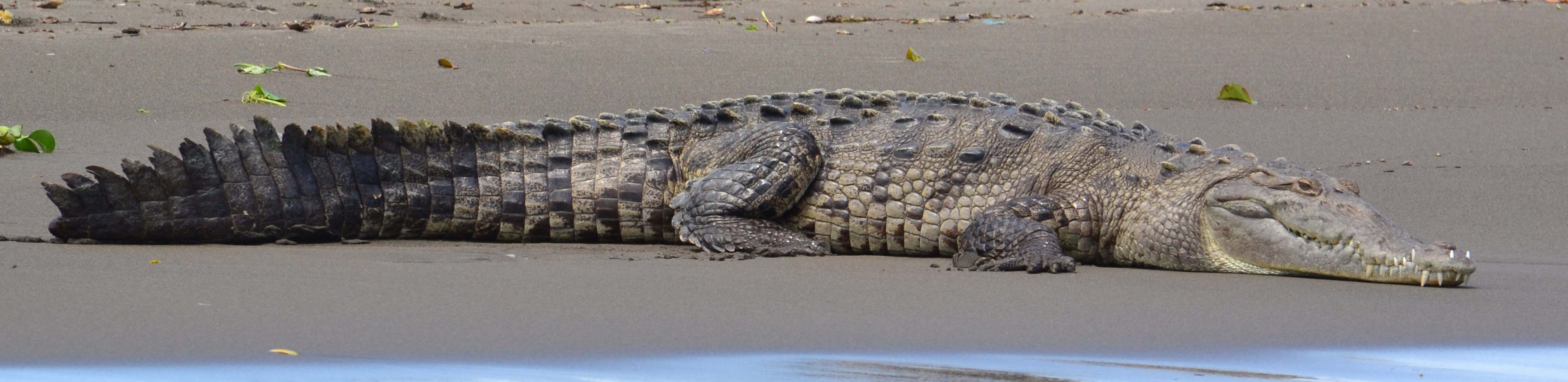 crocodile parc national de palo verde costa rica voyage agence de voyage