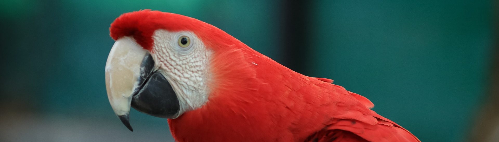 perroquet parc national de palo verde costa rica voyage agence de voyage