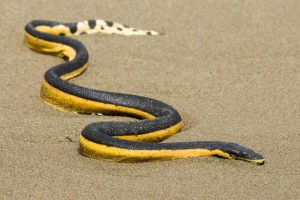 un serpent marin au costa rica est l'hydrophis platurus, costa rica voyage est une agence francophone qui organise des voyages sur-mesure