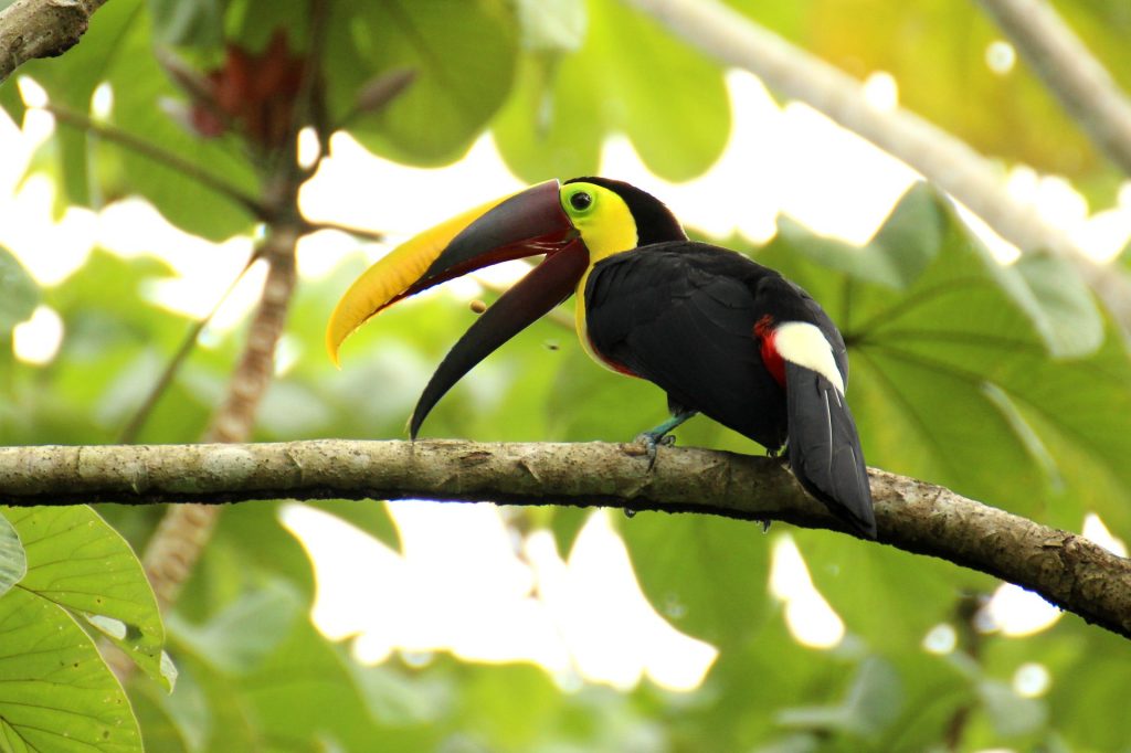 toucan au Costa Rica, oiseau, costa rica voyage, agence francophone, sur-mesure