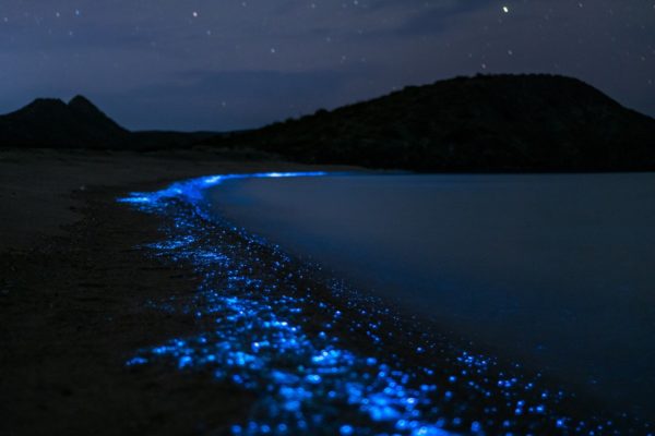 bioluminescence sur plage